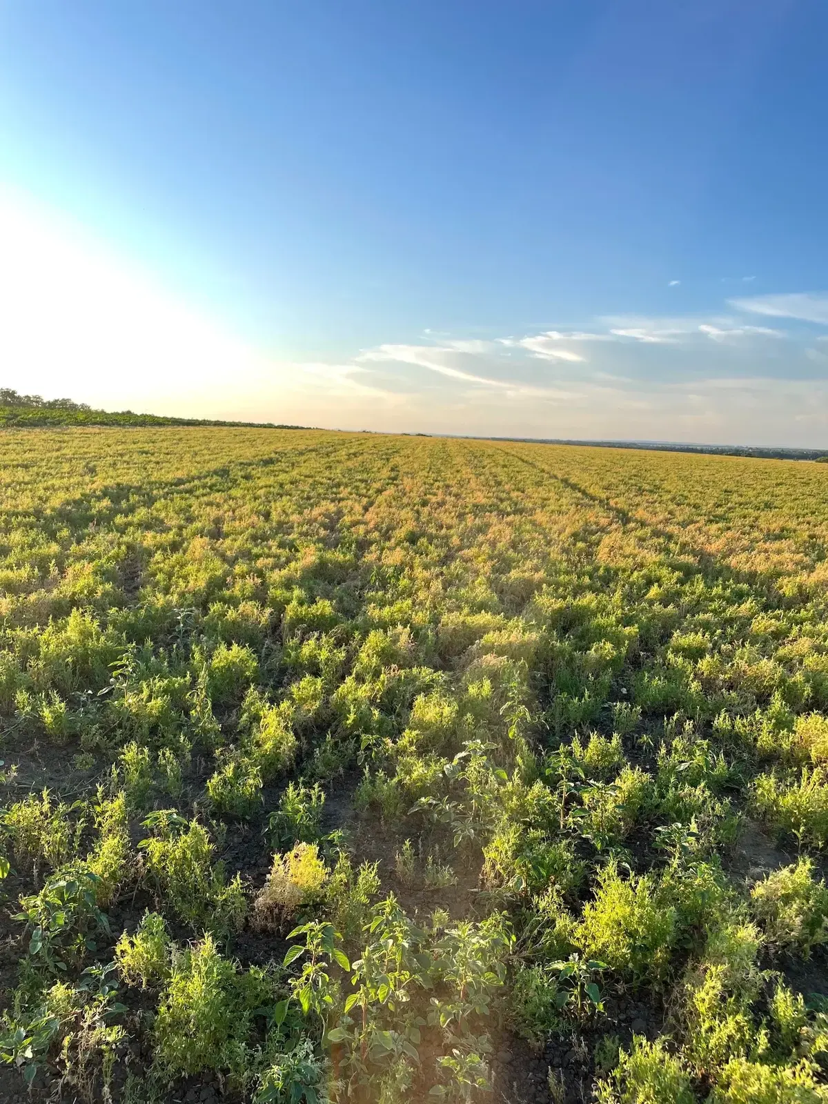 Linsenfeld Panorama